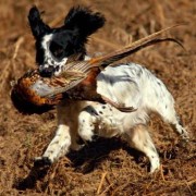 Veterinaria: Sindrome di Wobbler nel cane da caccia